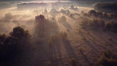 明亮的雾蒙蒙的早晨在草地上.乡村树木间雾气的美丽录像