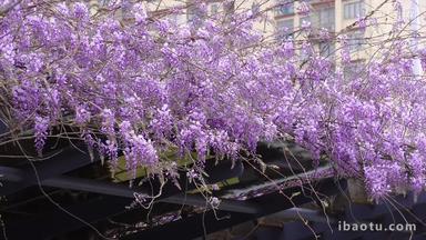 春季紫藤花开实拍4K高清素材