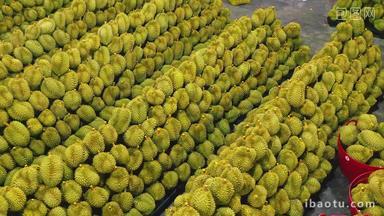 泰国现代化水果厂榴莲成堆摆放