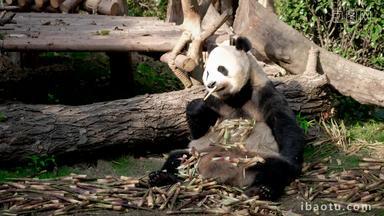 熊猫成都巨大的自然
