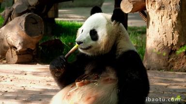 熊猫<strong>成都</strong>巨大的公园