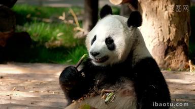 竹子熊猫成都巨大的