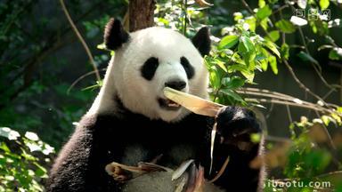 熊猫成都巨大的吃