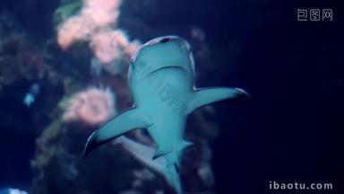 鲨鱼水下危险的海洋