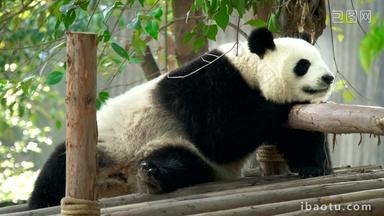 熊猫巨大的成都野生动物