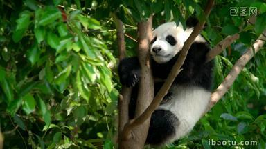 熊猫幼崽成都黑色