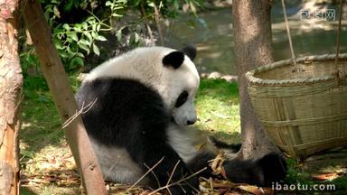 熊猫成都野生动物白色