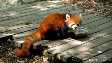 红色的熊猫catbearAilurus