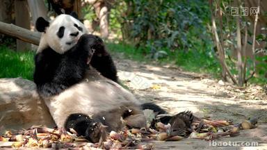 熊猫成都<strong>野生</strong>动物可爱的