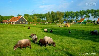 羊<strong>荷兰</strong>Zaanse农村