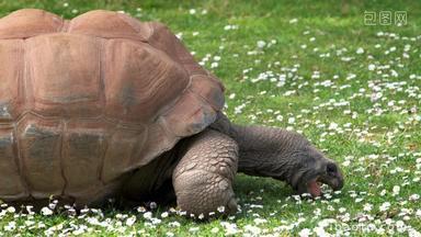 乌龟巨大的加拉帕戈斯群岛爬行<strong>动物</strong>