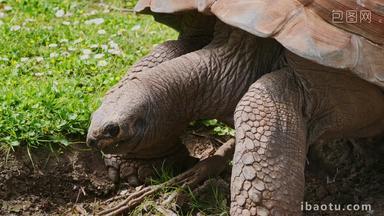 乌龟巨大的加拉帕戈斯群岛厄瓜多尔