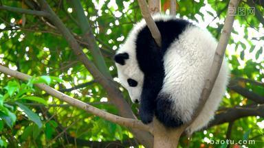 熊猫幼崽成都可爱的