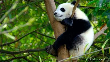 熊猫幼崽成都树