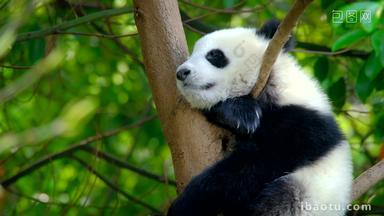 熊猫幼崽成都物种