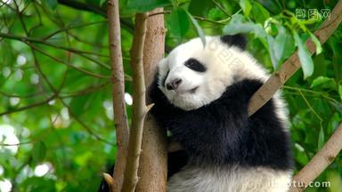 熊猫幼崽巨大的黑色
