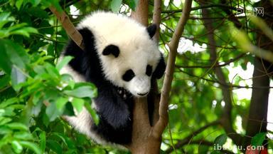 熊猫幼崽巨大的可爱的