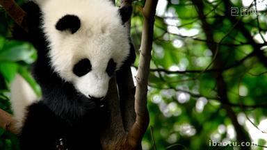熊猫幼崽巨大的罕见的
