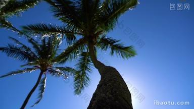 海岛夏威夷的棕榈树阳光下实拍