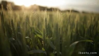 小穗的小麦在日落时