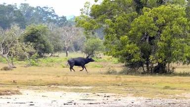 水牛在 Kumana 国家公园