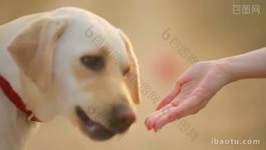 狗用他的主人的手吃<strong>东西</strong>。拉布拉多犬的头部特写得到食物。肖像的白色拉布拉多值得餐.