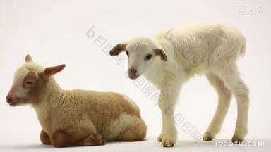 两只小绵羊 
