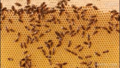 蜂窝纸板与花蜜，蜂蜜和蜜蜂