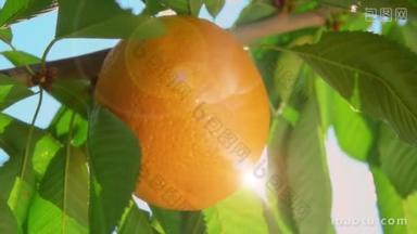 一缕阳光透过树枝的<strong>橘子</strong>
