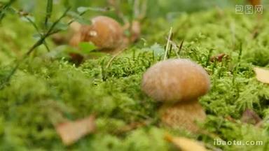 两个蘑菇生长在森林里。美味牛肝菌