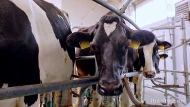 在牛奶农场的奶牛。挤奶奶牛牛奶农场的过程