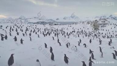 空中飞行<strong>的</strong>企鹅, 海豹。南极洲.