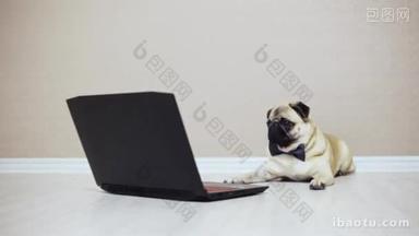 一只可爱的小狗看着一台笔记本<strong>电脑</strong>的<strong>屏幕</strong>, 穿着蝴蝶, 看电影, 对着笔记本<strong>电脑</strong>叫