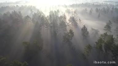 在美丽的雾蒙蒙的森林中日出。在雾蒙蒙的清晨, 带着<strong>阳光</strong>飞越绿树。空中射击, 4k