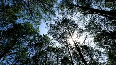 在阳光下看到森林中松树的向上或底部的景色。皇家高品质的免费股票视频画面景区看到大和高大的松树与阳光在森林中, 当仰望<strong>蓝天</strong>