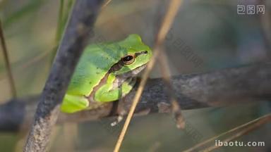 欧洲树蛙，<strong>海</strong>拉植物园，坐在草草上，背景清晰绿色.