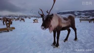 在挪威北部特罗<strong>姆</strong>瑟地区寻找雪中食物的驯鹿群
