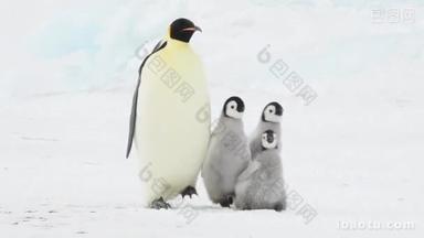 带着两个小鸡们在南极<strong>的</strong>帝企鹅