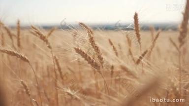 小麦作物田日落景观慢动作视频。农民智能农业生态理念。麦田生活方式。金麦耳紧闭。美丽<strong>的</strong>自然日落景观