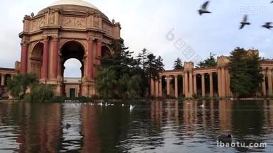 在旧金山美术宫的湖面上飞翔的鸟儿