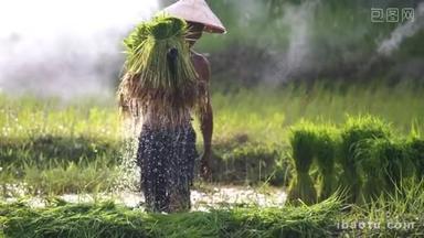 在泰国的种植季节，农民们从树苗<strong>中</strong>挑选出水稻苗，在稻田里种植.
