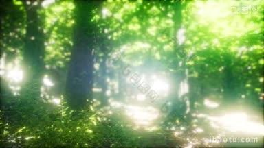 阳光在绿色的森林里