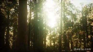 太阳升起后,塞科伊亚森林的过度塌陷
