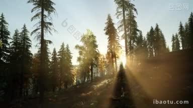 阳光透过<strong>山林</strong>的松树
