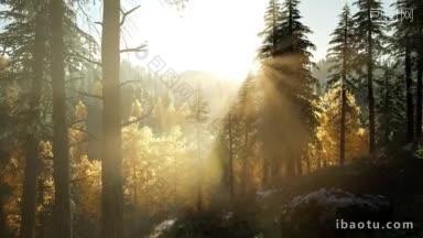 阳光透过山林的松树