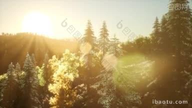 日出太阳光下的森林