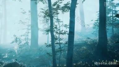 深林的晨雾