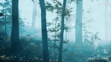 深林的晨雾