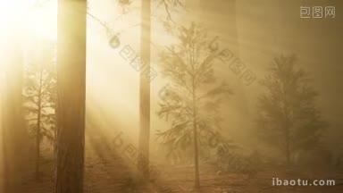 秋天的树木在清晨的雾中