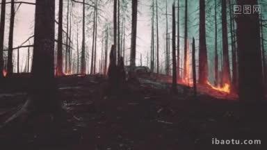 森林里的野<strong>火烧</strong>毁了土地